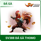 QQ88 Sv388 đá gà thomo